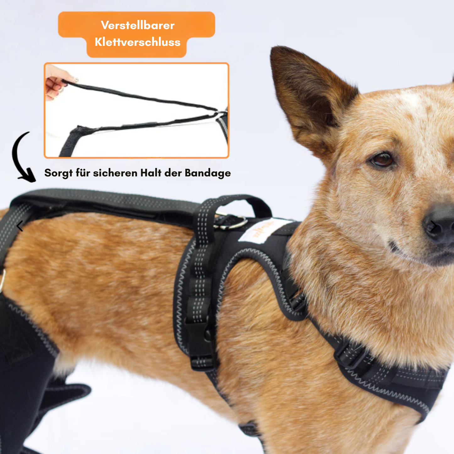PawPort - Für schmerzfreie Schritte.