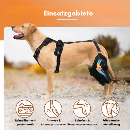 PawPort - Für schmerzfreie Schritte.