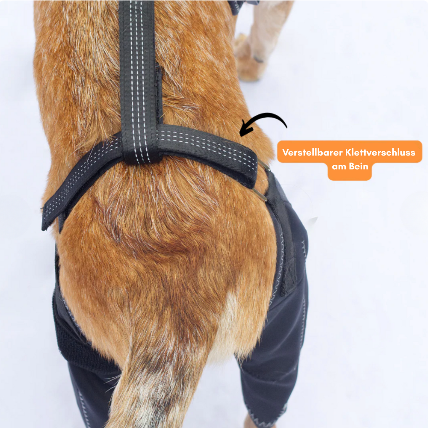 PawPort - Für schmerzfreie Schritte.
