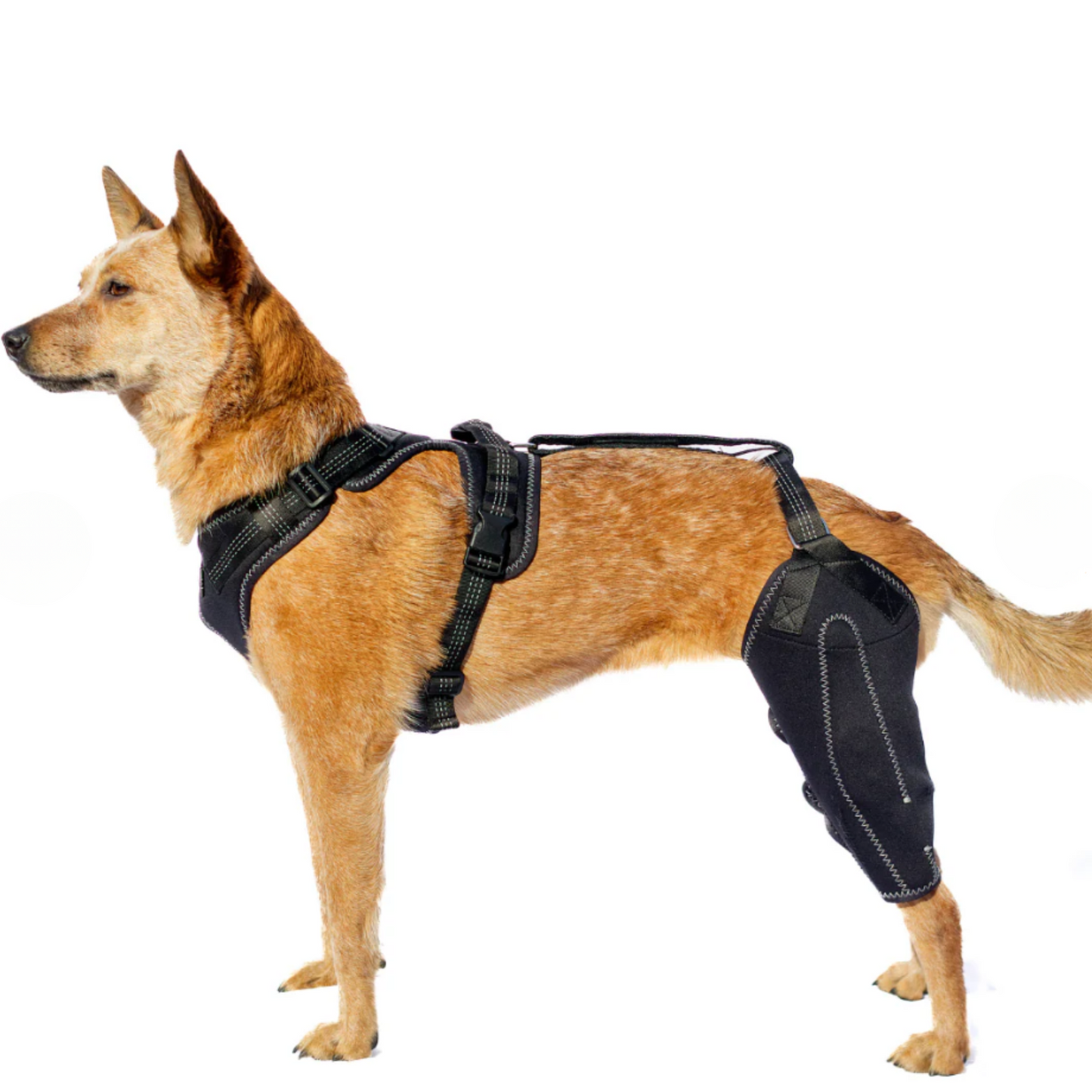 PawPort - Für schmerzfreie Schritte.