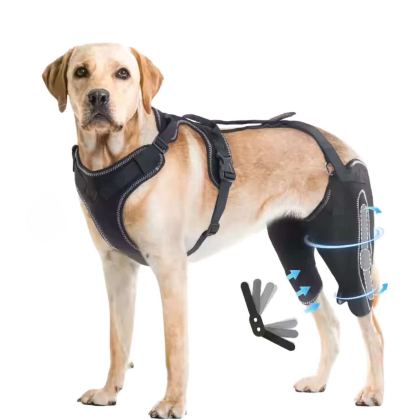 PawPort - Für schmerzfreie Schritte.